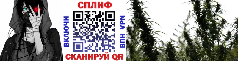 omg вход  Магас  Бошки Шишки ГИДРОПОН 